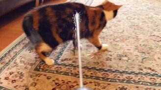 Кот и водный пистолет - смотреть видео (0:42)