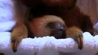 Жизнь ленивца, как она есть - смотреть видео (1:42)