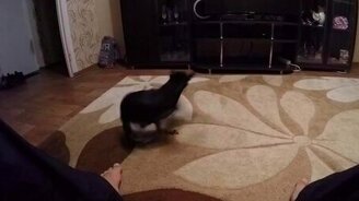 Заводная игривая собачонка - смотреть видео (0:32)