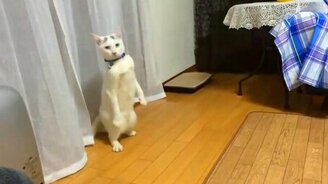 Ну и походочка у кота! - смотреть видео (0:16)