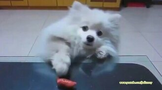 Смешные псинки - смотреть видео (3:03)