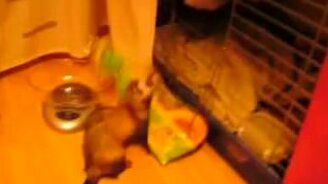 Хорёк против батона - смотреть видео (0:36)