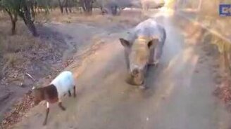 Носорожик пародирует козлёнка - смотреть видео (0:15)