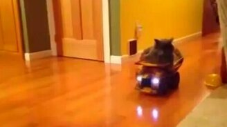 Кот катается на самосвале - смотреть видео (0:15)