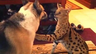 Игривый сервал и невозмутимый пёс - смотреть видео (1:27)