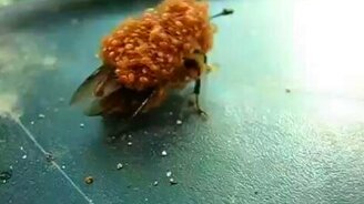 Пауки атакуют жука - смотреть видео (1:58)