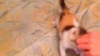 Котёнок защищает свой фантик - смотреть видео (1:20)