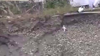 Кошка спасла котёнка из ямы - смотреть видео (1:31)