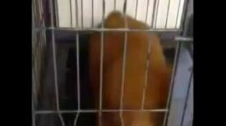 Маленький щенок истерит - смотреть видео (0:23)