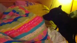 Вставай, Ева! - смотреть видео (0:28)