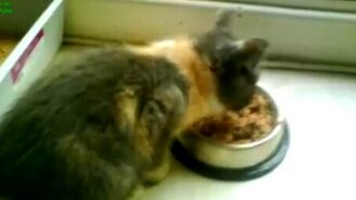 Кошки угрожающе чавкают - смотреть видео (3:07)