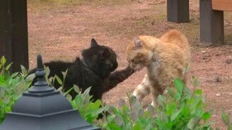 Кошачья драка с озвучкой - смотреть видео (1:13)