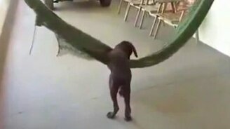 Собака и гамак - смотреть видео (0:28)