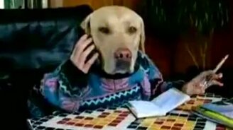 Деловой пёс-бизнесмен - смотреть видео (0:36)