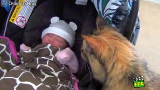 Животные знакомятся с новорожденными - смотреть видео (3:50)