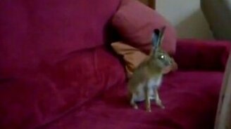 Домашний зайчонок - смотреть видео (0:56)