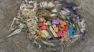 Что творится на острове, находящемся посреди Тихого Океана - смотреть видео (3:09)