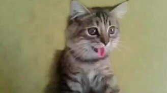 Котя, покажи собаку! - смотреть видео (0:28)