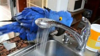 Попугай принимает душ на всю катушку - смотреть видео (1:38)