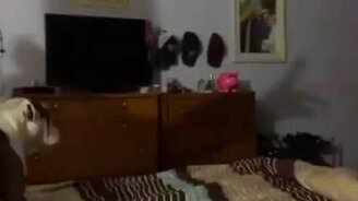 Собака против тени - смотреть видео (0:39)