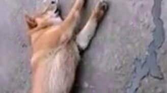 Спит и писает - смотреть видео (0:43)