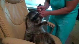 Хозяйка ругает енота - смотреть видео (1:35)