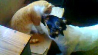 Кошка вылизывает собаку - смотреть видео (1:21)