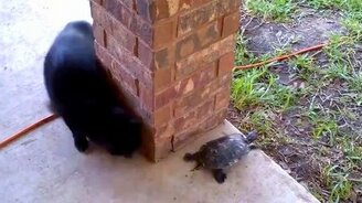 Кошка и черепаха играют в догонялки - смотреть видео (0:42)