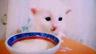 Котёнок и его борода из молока - смотреть видео (0:51)