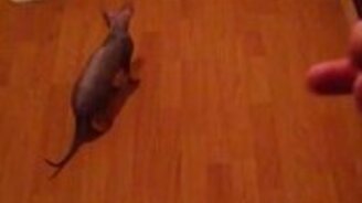 Быстрая кошка и лазер - смотреть видео (0:17)