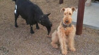 Коза докапывается до терьера - смотреть видео (0:51)