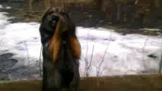 Собака приветствует хозяина - смотреть видео (0:09)