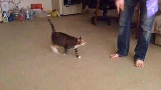 Котя, дай пять! - смотреть видео (0:36)