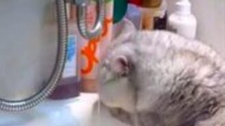 Кошка ловит струйку воды - смотреть видео (0:54)