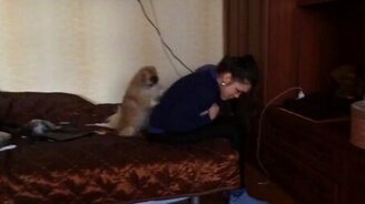 Собака делает массаж хозяйке - смотреть видео (0:13)