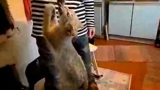 Котёнок сражается за свою добычу - смотреть видео (0:31)