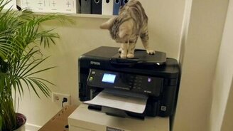 Офис с котами и кошками - смотреть видео (1:10)