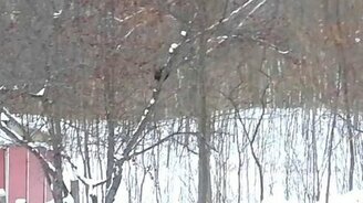 Когда белка объелась... - смотреть видео (2:39)