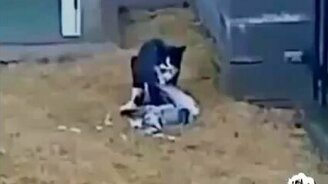 Кот-неудачник - смотреть видео (0:45)