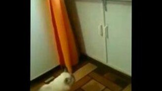 До смерти напугал своего собрата - смотреть видео (0:44)