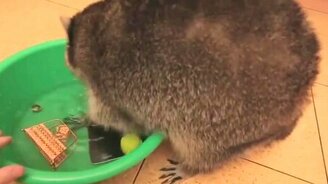 Енот-проказник - смотреть видео (0:58)