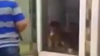 Собака энергетически атакует ребёнка - смотреть видео (0:23)