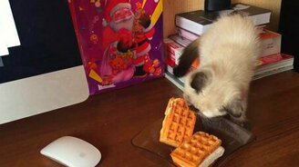 Провал обаятельного воришки - смотреть видео (0:21)