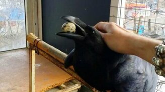 Ворон виляет хвостом - смотреть видео (0:19)