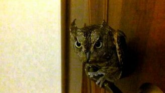 Сова на ручке двери - смотреть видео (0:56)