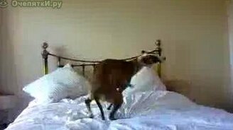 Собака как волчок - смотреть видео (0:33)