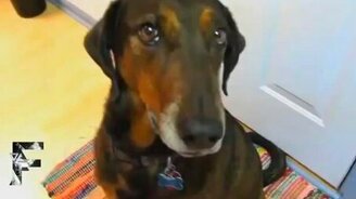 Собаки, которым стало стыдно - смотреть видео (7:46)