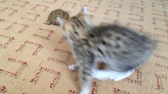 Как котёнок черепаху атаковал - смотреть видео (2:04)