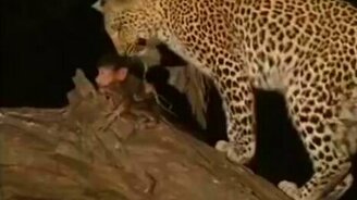 Леопард и детёныш обезьяны - смотреть видео (5:06)