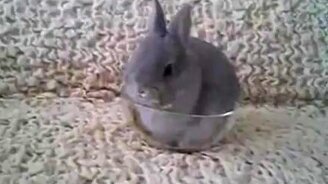 Зайчик в миске - смотреть видео (1:01)